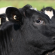 Cows are great. Raw milk? Not so much.